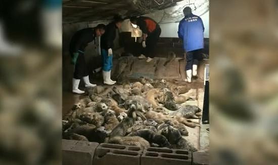 （警方和当地动物保护部门工作人员在藏匿处救出小海豹，CGTN报道截图。）