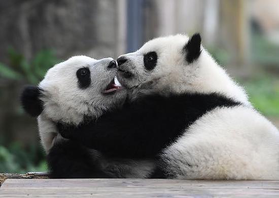 （中国“国宝”大熊猫，图片来源：新华社。）