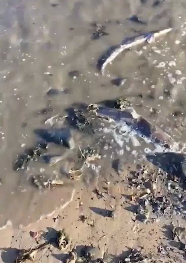 英国海滩惊现数百条鲨鱼残尸，疑似被渔民活割背鳍做鱼翅（组图） - 2