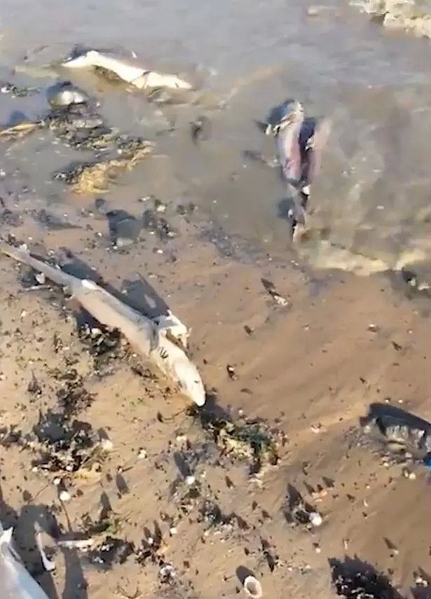 英国海滩惊现数百条鲨鱼残尸，疑似被渔民活割背鳍做鱼翅（组图） - 3