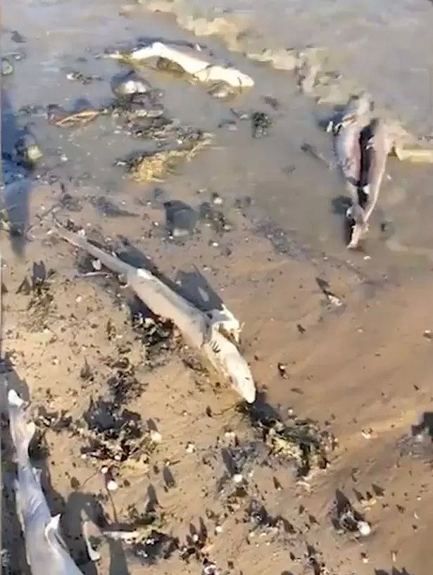 英国海滩惊现数百条鲨鱼残尸，疑似被渔民活割背鳍做鱼翅（组图） - 5