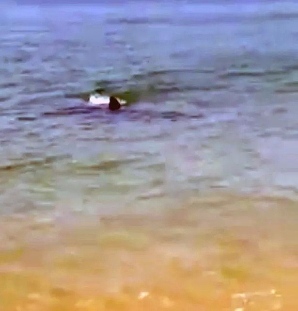 英国海滩惊现数百条鲨鱼残尸，疑似被渔民活割背鳍做鱼翅（组图） - 7