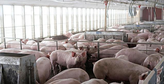 中国取消3247吨美国猪肉进口订单 一年来最大规模