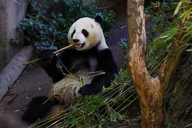 中国此时让大熊猫回国，美国人：不要走啊！（组图） - 1