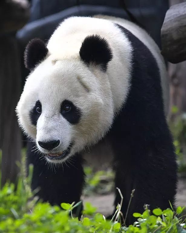 中国此时让大熊猫回国，美国人：不要走啊！（组图） - 2