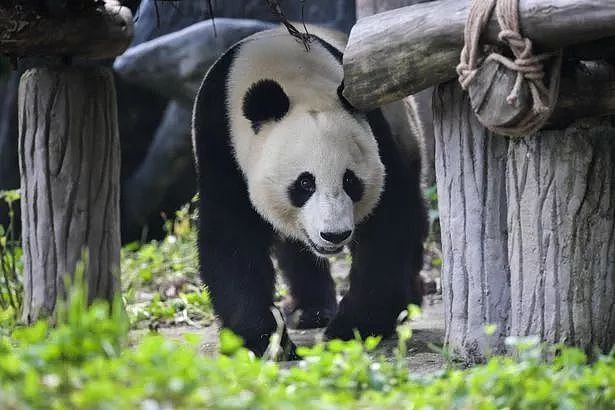 中国此时让大熊猫回国，美国人：不要走啊！（组图） - 3