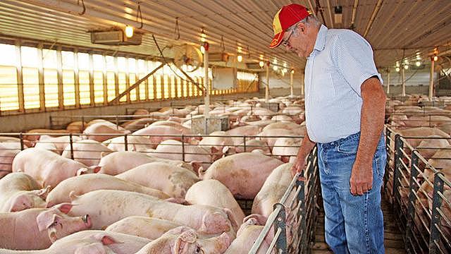 中国买家取消4513吨美国猪肉订单,美国103个农场破产,事情有进展