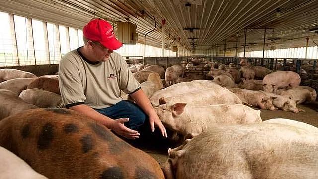 中国买家取消4513吨美国猪肉订单,美国103个农场破产,事情有进展
