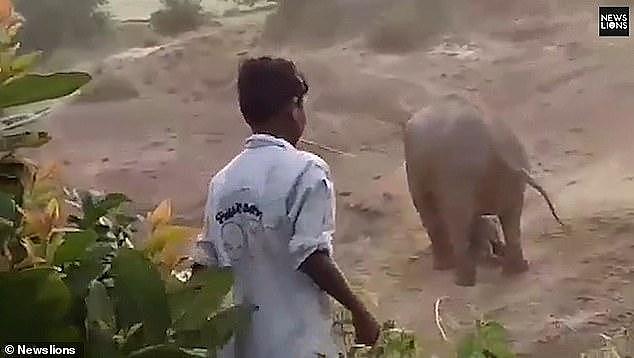 印度村民用石头砸生病小象惹怒母象，一男子惨遭乱脚踩死