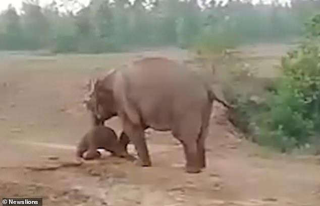印度村民用石头砸生病小象惹怒母象，一男子惨遭乱脚踩死
