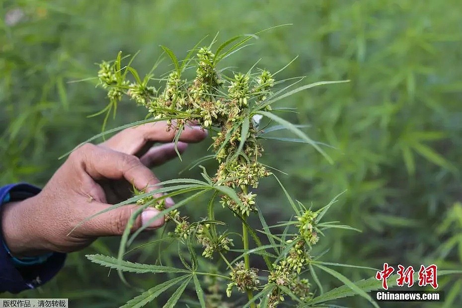 华人注意了！不是所有的“土特产”都能往中国带，当心一脚踏入违法深渊…（组图） - 2