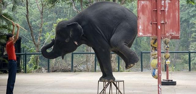 普吉岛小象沦为赚钱工具，营养不良仍被逼跳舞跳到双腿断裂而死