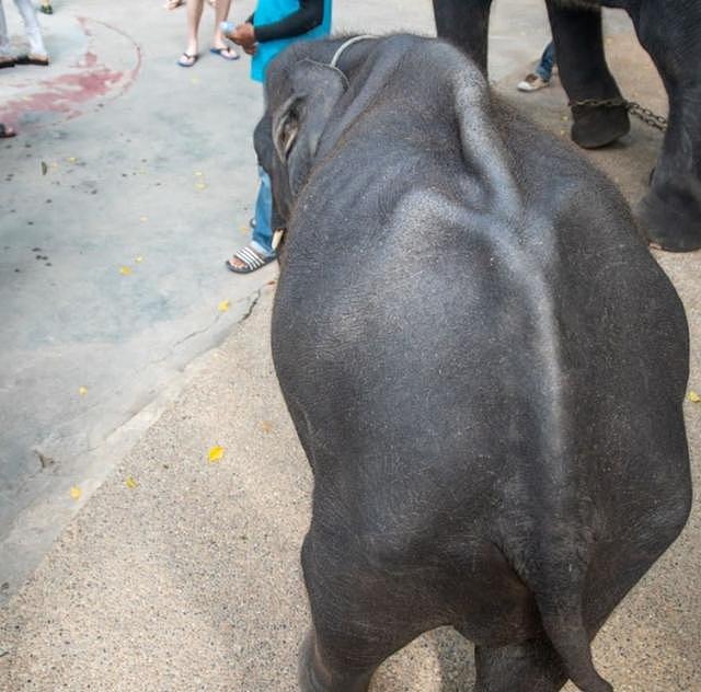 普吉岛小象沦为赚钱工具，营养不良仍被逼跳舞跳到双腿断裂而死