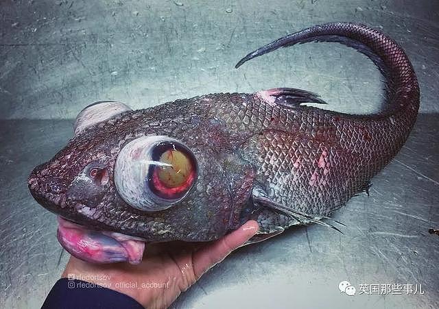 俄罗斯渔夫这些年捞出的深海怪鱼，从二次元到异次元画风简直魔性