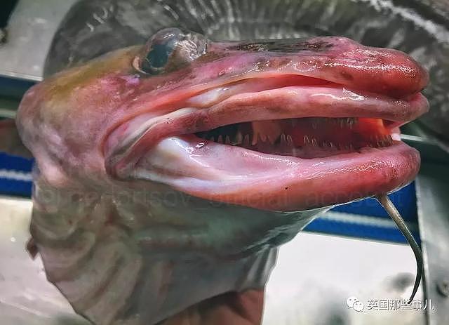 俄罗斯渔夫这些年捞出的深海怪鱼，从二次元到异次元画风简直魔性