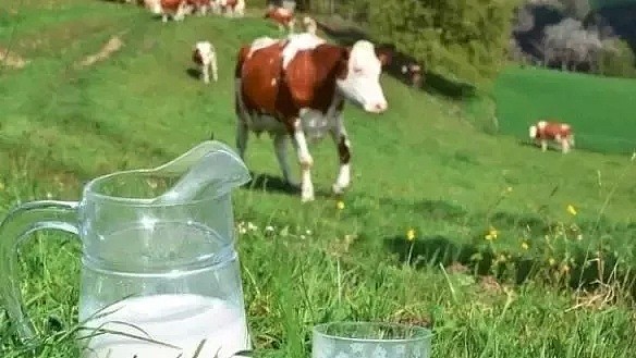 恒天然将关闭维州的牛奶加工厂！没办法，澳洲的牛奶不够了（组图） - 7