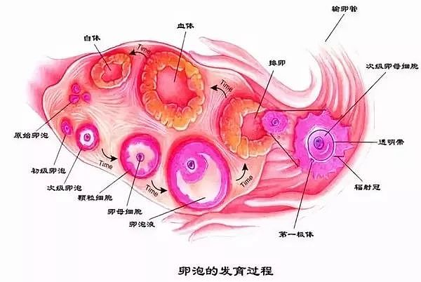 裸贷、援交、卖卵...每一个出事的女大学生背后，都藏着1000种欲望（视频/组图） - 6