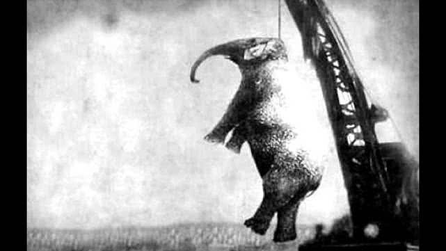 一张毛骨悚然的百年前照片：这头被吊死的大象做了什么坏事？（组图） - 1