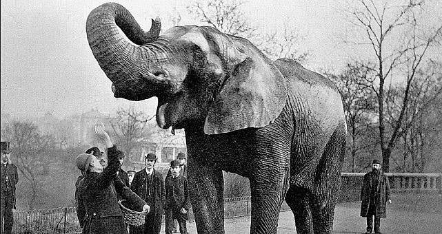 一张毛骨悚然的百年前照片：这头被吊死的大象做了什么坏事？（组图） - 2