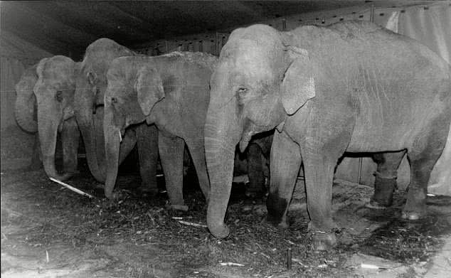 一张毛骨悚然的百年前照片：这头被吊死的大象做了什么坏事？（组图） - 3