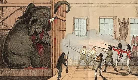 一张毛骨悚然的百年前照片：这头被吊死的大象做了什么坏事？（组图） - 4
