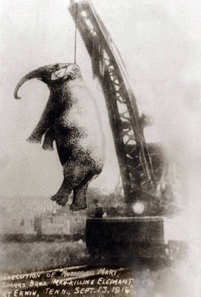 一张毛骨悚然的百年前照片：这头被吊死的大象做了什么坏事？（组图） - 7