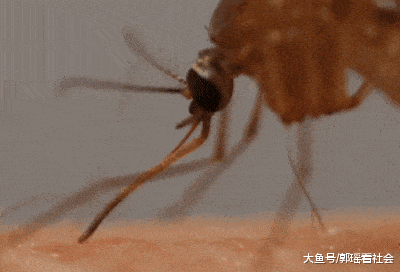 科学家用高倍显微镜观察蚊子的吸食形态，网友直呼被吓到了（组图） - 2