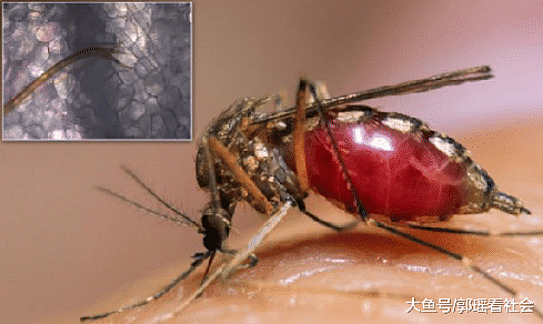 科学家用高倍显微镜观察蚊子的吸食形态，网友直呼被吓到了（组图） - 3
