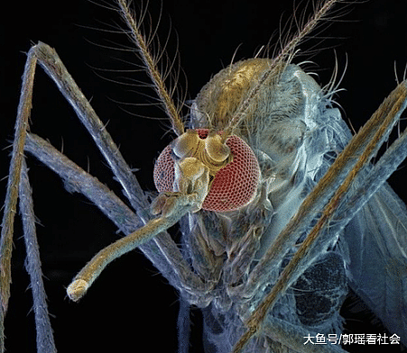 科学家用高倍显微镜观察蚊子的吸食形态，网友直呼被吓到了（组图） - 6