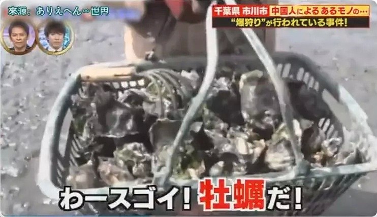 中国游客在日本疯狂挖生蚝，大叔：日本人不吃太浪费了（组图） - 4