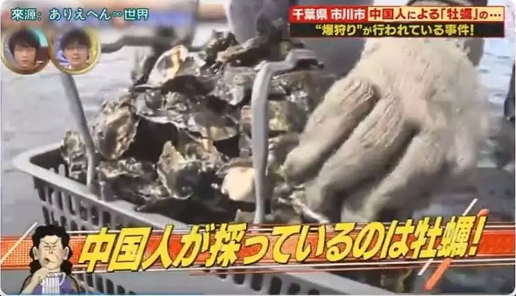 中国游客在日本疯狂挖生蚝，大叔：日本人不吃太浪费了（组图） - 5