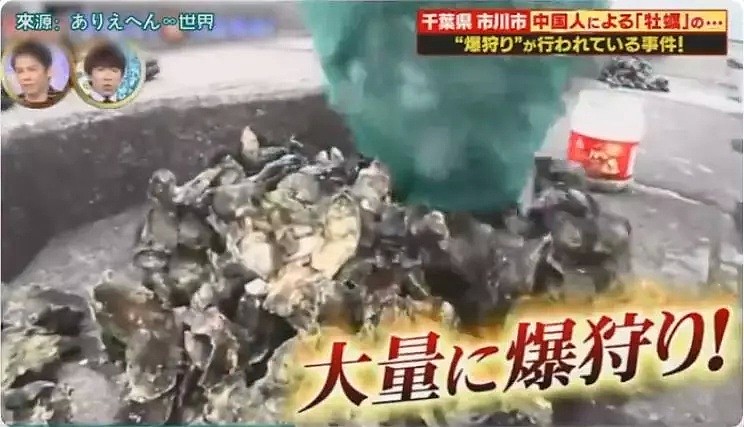 中国游客在日本疯狂挖生蚝，大叔：日本人不吃太浪费了（组图） - 6