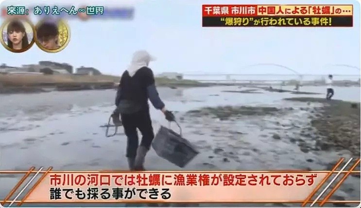 中国游客在日本疯狂挖生蚝，大叔：日本人不吃太浪费了（组图） - 7