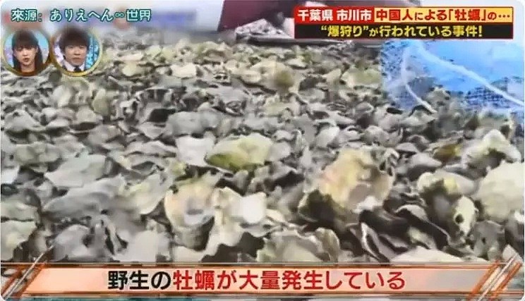 中国游客在日本疯狂挖生蚝，大叔：日本人不吃太浪费了（组图） - 9
