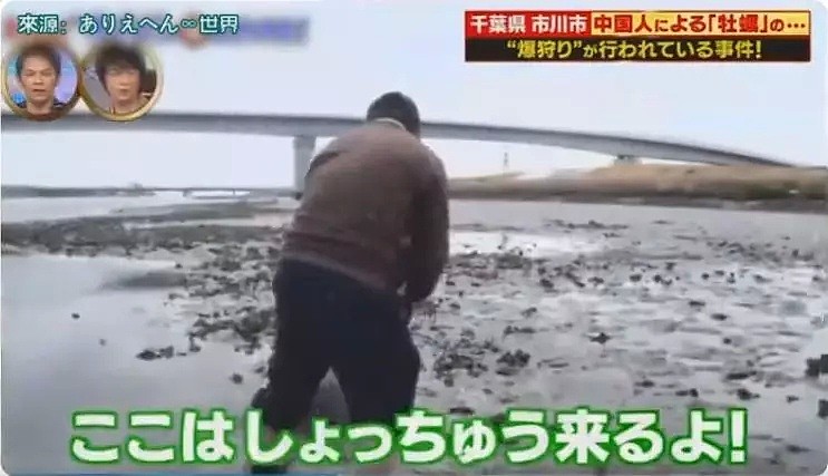 中国游客在日本疯狂挖生蚝，大叔：日本人不吃太浪费了（组图） - 11