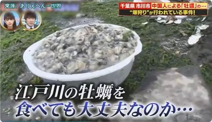 中国游客在日本疯狂挖生蚝，大叔：日本人不吃太浪费了（组图） - 25
