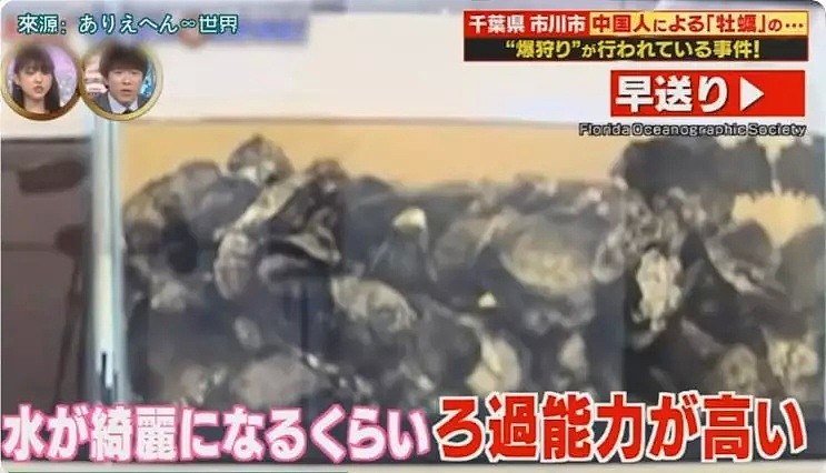 中国游客在日本疯狂挖生蚝，大叔：日本人不吃太浪费了（组图） - 27