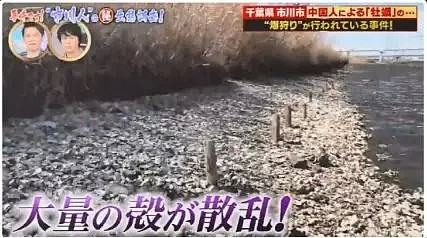 中国游客在日本疯狂挖生蚝，大叔：日本人不吃太浪费了（组图） - 31