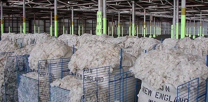 中国消费者捂紧钱袋 澳洲羊毛难御贸易战冰霜 - 2
