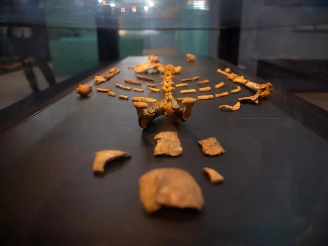 她是300多万年前的失足少女 “分身”在上海（组图） - 3