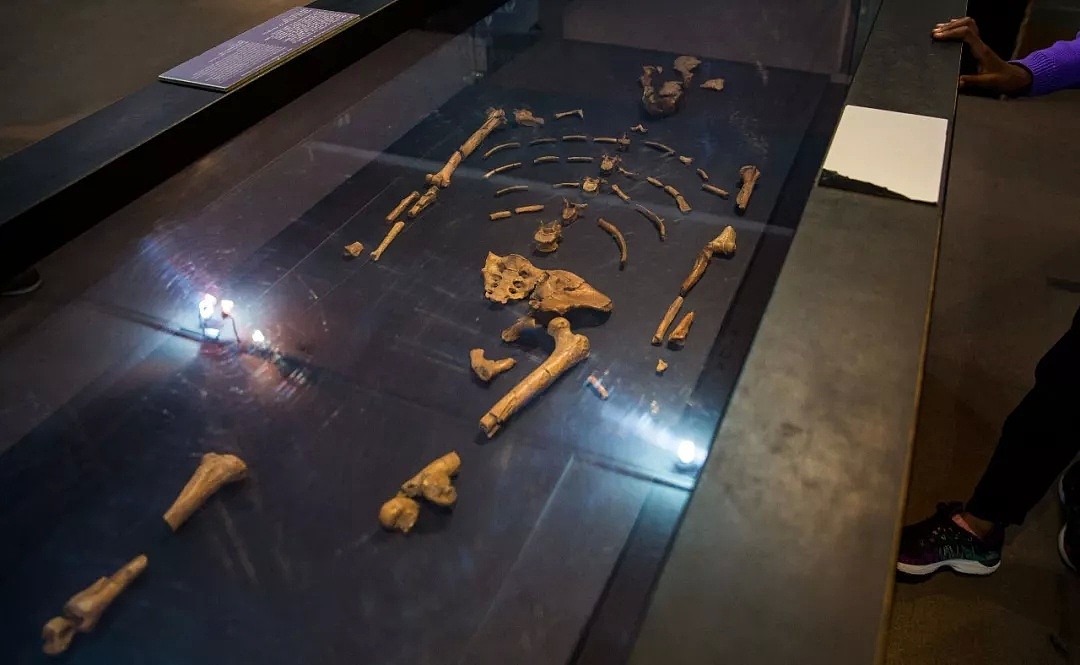 她是300多万年前的失足少女 “分身”在上海（组图） - 7