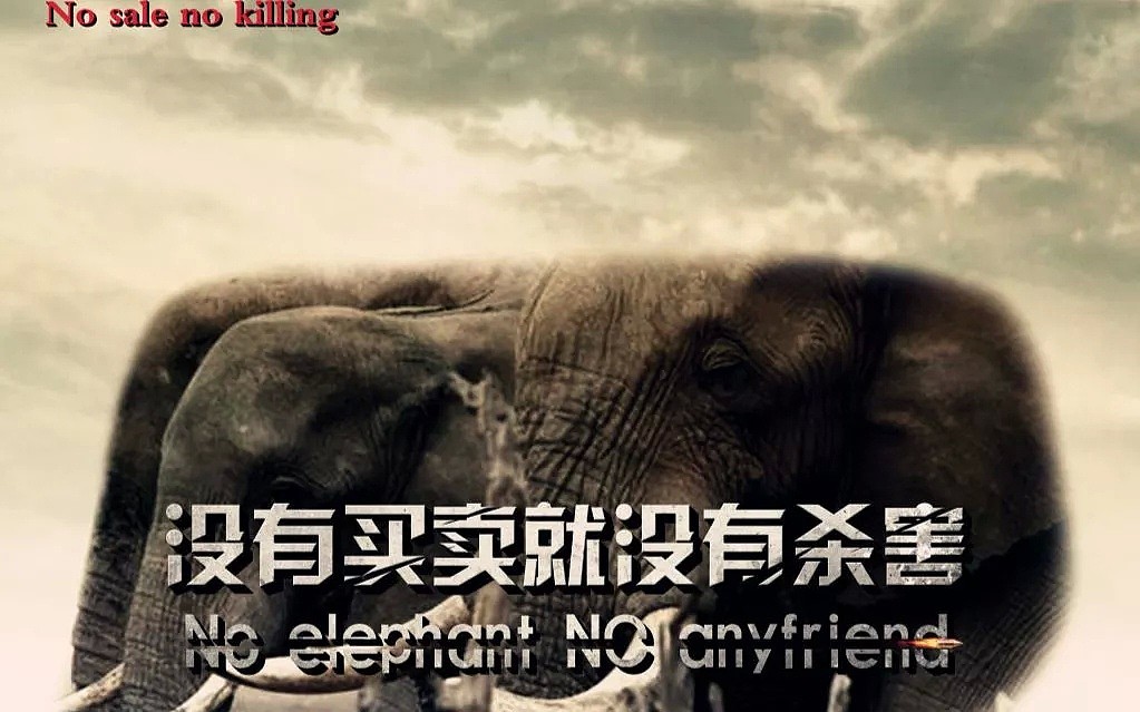 所有人呼吁保护大象时，这个国家取消了大象狩猎禁令！（组图） - 2