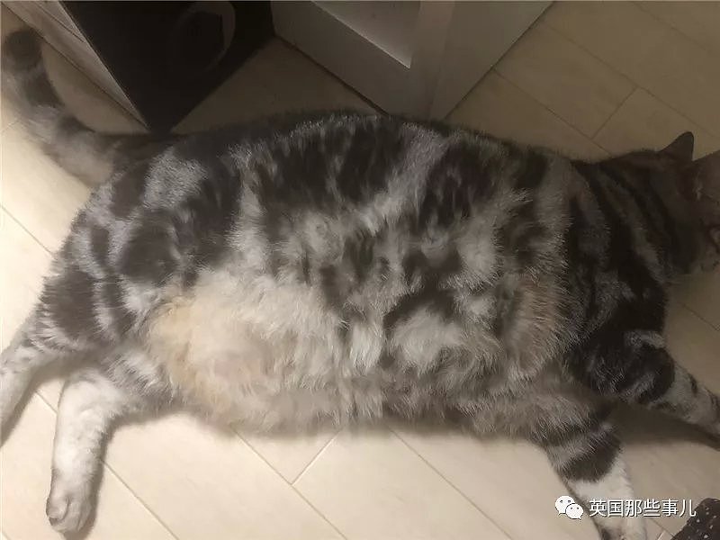 这居然是家猫？？网友晒出自家的巨猫写真，场面也是震撼了！（组图） - 51