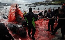 200头鲸鱼40头海豚被残忍屠杀 鲜血染红海水
