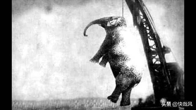 一张毛骨悚然的百年前照片：这头被吊死的大象做了什么坏事？