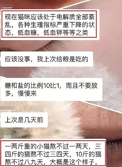 “已经快断气了！”中国留学生残忍虐猫！外表美丽，内心如此恶毒（组图） - 10