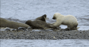 北极熊翻垃圾堆让人心碎，那北极熊杀人又怎么说？（视频/组图） - 2