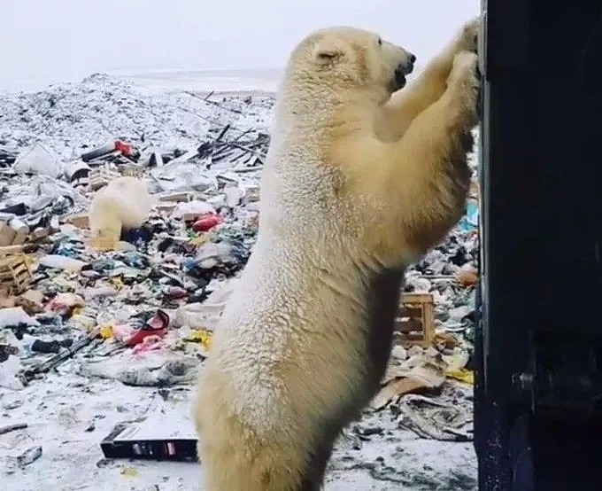 北极熊翻垃圾堆让人心碎，那北极熊杀人又怎么说？（视频/组图） - 5