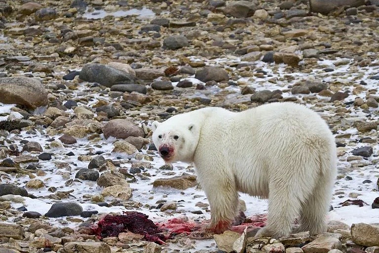 北极熊翻垃圾堆让人心碎，那北极熊杀人又怎么说？（视频/组图） - 11