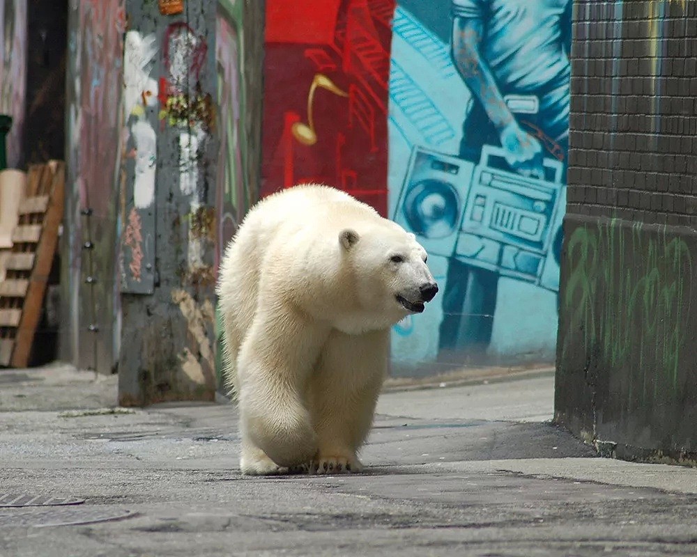 北极熊翻垃圾堆让人心碎，那北极熊杀人又怎么说？（视频/组图） - 13